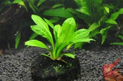 紅龍魚的生長速度有多快：如何判斷一個紅龍魚的生長速度是否有差異？