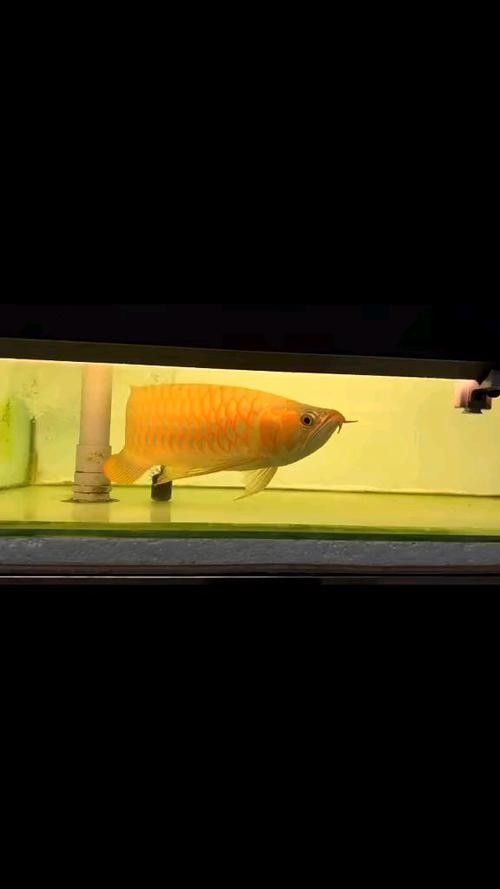 如何挑選健康的黃化龍魚(yú)（健康漂亮的龍魚(yú)就在你的眼前!）