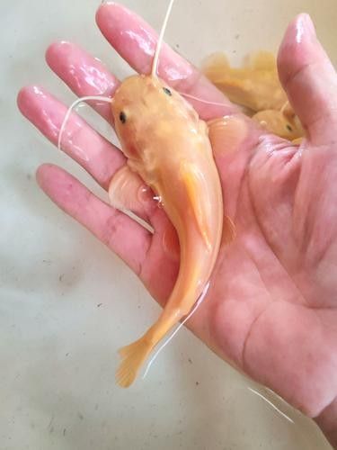 如何挑選健康的黃化龍魚(yú)（健康漂亮的龍魚(yú)就在你的眼前!）