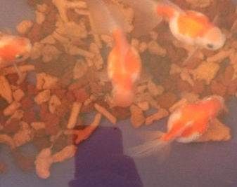 百色觀賞魚市場(chǎng)：廣西百色觀賞魚市場(chǎng)是一個(gè)以養(yǎng)殖和銷售為主的商業(yè)區(qū)域