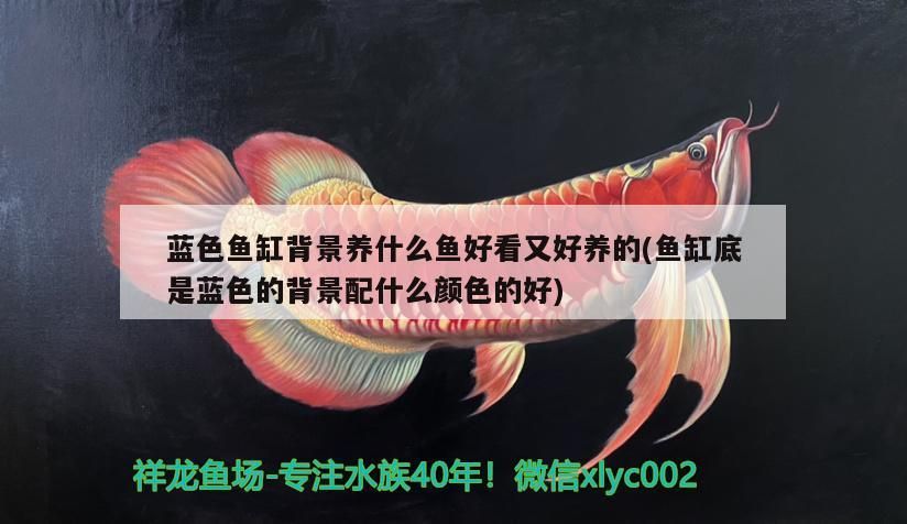 藍色魚缸背景養什么魚好看又好養的(魚缸底是藍色的背景配什么顏色的好)（藍色背景養什么魚好看又好養）