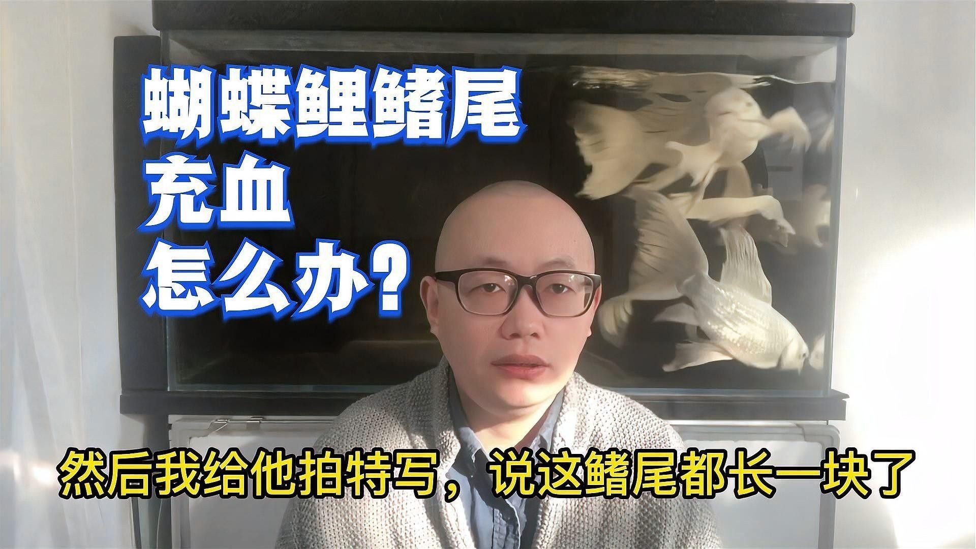 如何預防蝴蝶鯉受傷感染？（蝴蝶鯉受傷怎么辦，蝴蝶鯉飼養全攻略）