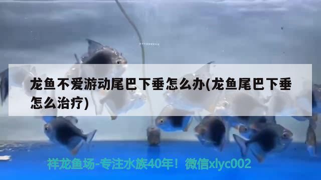 龍魚不愛游動尾巴下垂怎么辦(龍魚尾巴下垂怎么治療)（龍魚不愛游動尾巴下垂怎么辦）