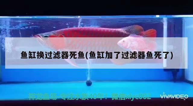 魚缸換過濾器死魚(魚缸加了過濾器魚死了)（魚缸換了過濾器材換水就死魚怎么回事？） 魚缸換過濾器死魚(魚缸加了過濾器魚死了)（魚缸換了過濾器材換水就死魚怎么回事？） 觀賞魚百科
