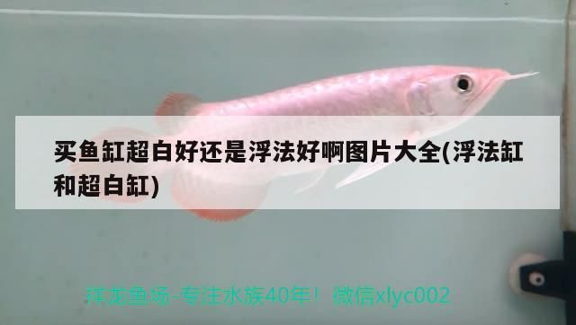 買魚缸超白好還是浮法好啊圖片大全(浮法缸和超白缸)（買魚缸超白好還是浮法好）