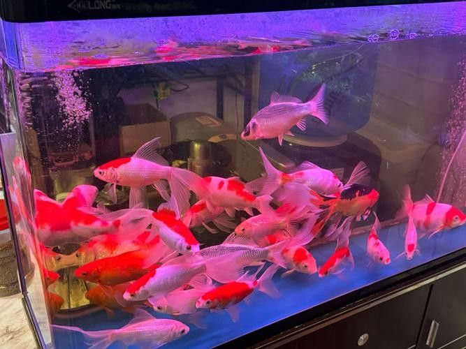6700K和13000K哪個更適合養魚？（6700k和13000k哪個更適合養魚）