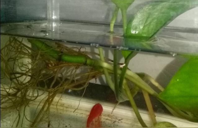 龍巖觀賞魚批發(fā):超市里賣的小金魚能買嗎（巖觀賞魚批發(fā)，超市里賣的小金魚能買到嗎？）