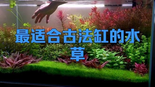 哪些水草可以抑制藻類生長（可以抑制藻類生長的水草）
