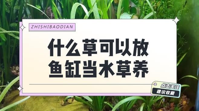 哪些水草可以抑制藻類生長（可以抑制藻類生長的水草）