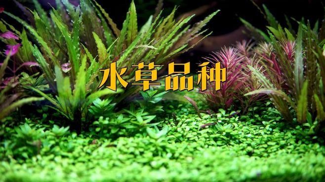 哪些水草可以抑制藻類生長（可以抑制藻類生長的水草）