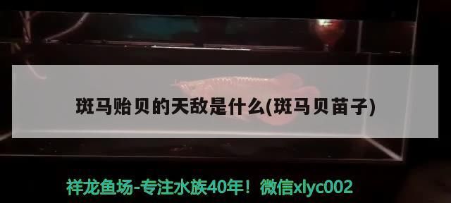 斑馬貽貝的天敵是什么(斑馬貝苗子)（斑馬貽貝的天敵）
