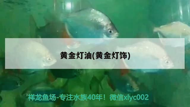 魚(yú)缸用增氧泵價(jià)格是多少:魚(yú)缸增氧機(jī)-xtrac增氧機(jī)-xtrac增氧機(jī) 黃金燈油(黃金燈飾) 觀賞魚(yú)百科 黃金燈油(黃金燈飾) 黃金燈油(黃金燈飾) 觀賞魚(yú)百科