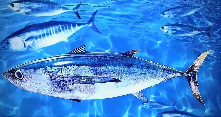 白金龍魚和雪龍魚哪個更稀有？（世界10大最昂貴的觀賞魚排行榜白金龍魚和雪龍魚哪個更有收藏價值）