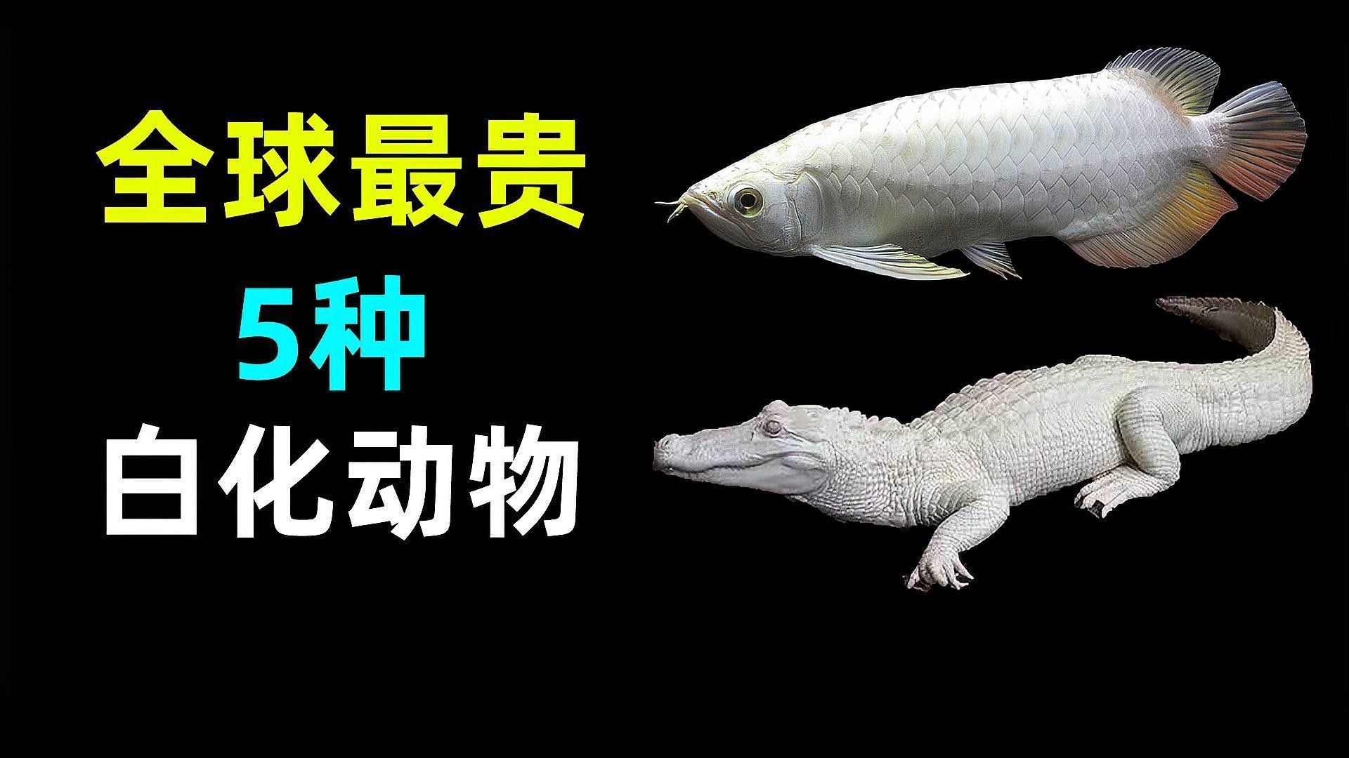 白金龍魚和雪龍魚哪個更稀有？（世界10大最昂貴的觀賞魚排行榜白金龍魚和雪龍魚哪個更有收藏價值）