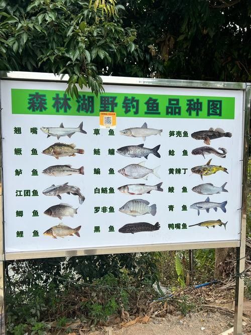 龍魚灣垂釣園有哪些魚類？（龍魚灣垂釣園是一個提供釣魚活動的場所）