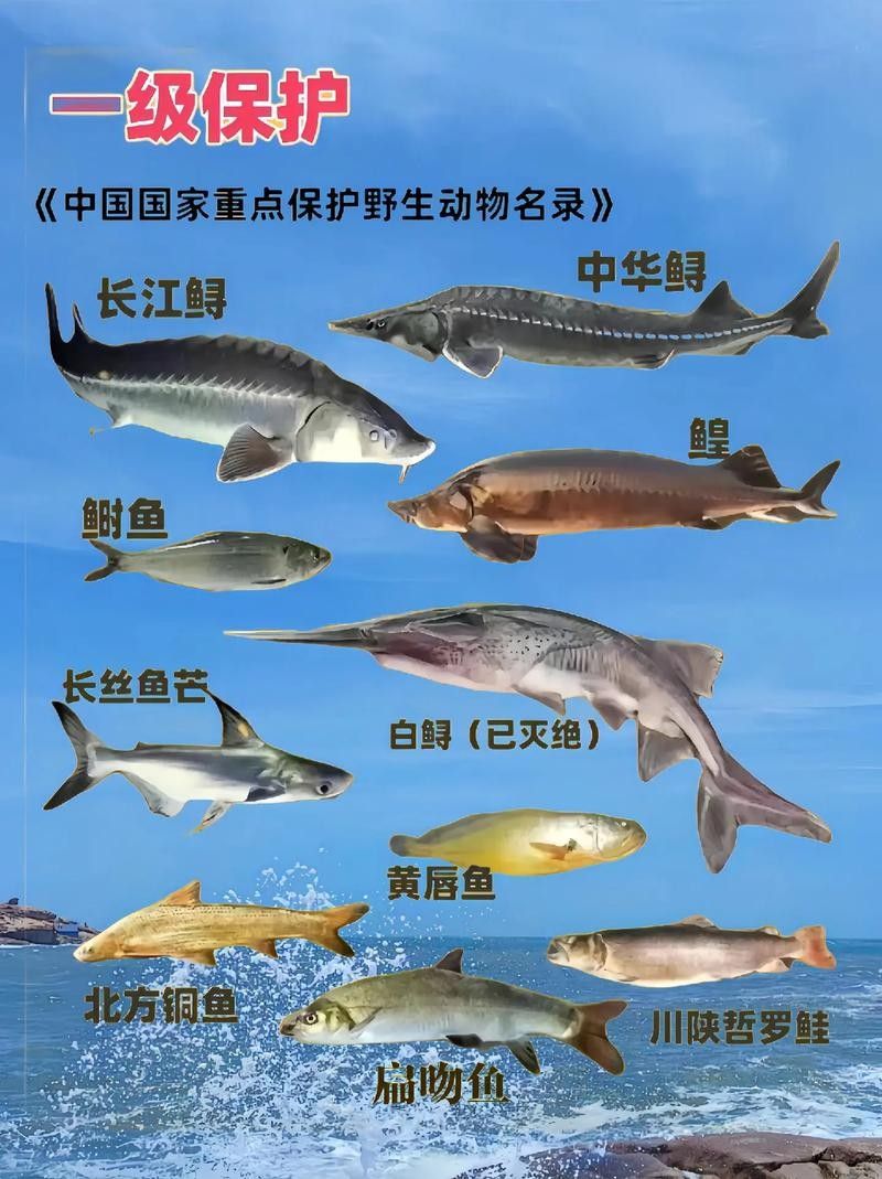 龍魚灣垂釣園有哪些魚類？（龍魚灣垂釣園是一個提供釣魚活動的場所）