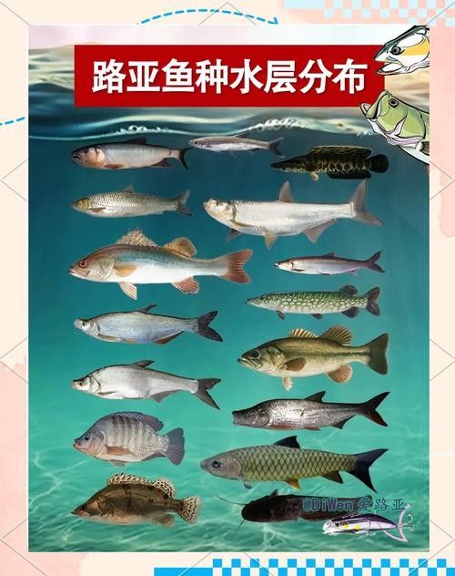 龍魚灣垂釣園有哪些魚類？（龍魚灣垂釣園是一個提供釣魚活動的場所）