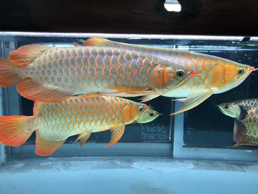 混養缸和平共處的龍魚（養缸和平共處的龍魚：養缸和平共處的龍魚：探索和諧共生的奧秘）