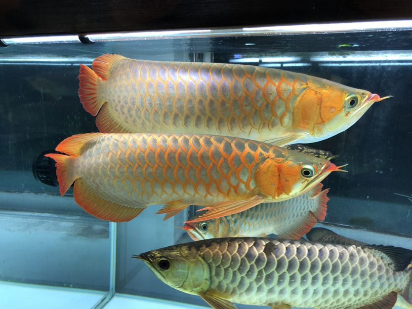 混養缸和平共處的龍魚（養缸和平共處的龍魚：養缸和平共處的龍魚：探索和諧共生的奧秘）