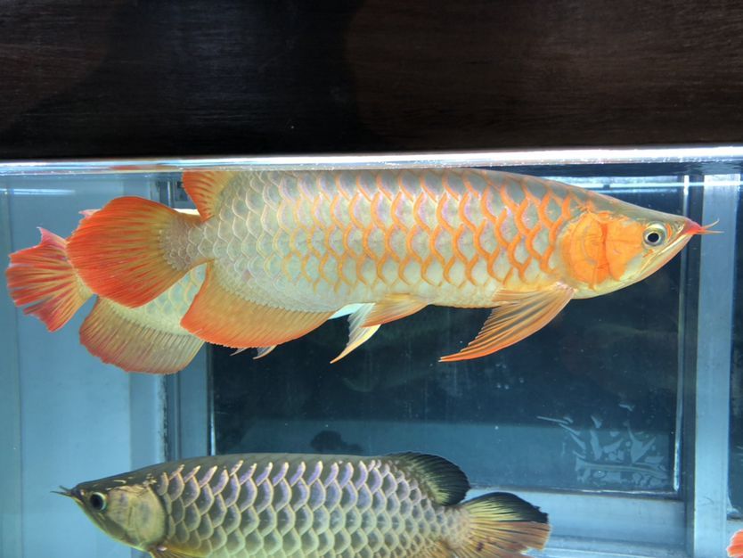混養缸和平共處的龍魚（養缸和平共處的龍魚：養缸和平共處的龍魚：探索和諧共生的奧秘）