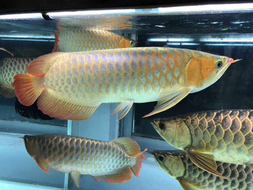 混養缸和平共處的龍魚（養缸和平共處的龍魚：養缸和平共處的龍魚：探索和諧共生的奧秘）