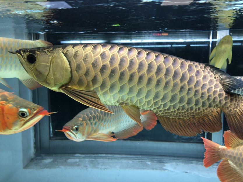 混養缸和平共處的龍魚（養缸和平共處的龍魚：養缸和平共處的龍魚：探索和諧共生的奧秘）