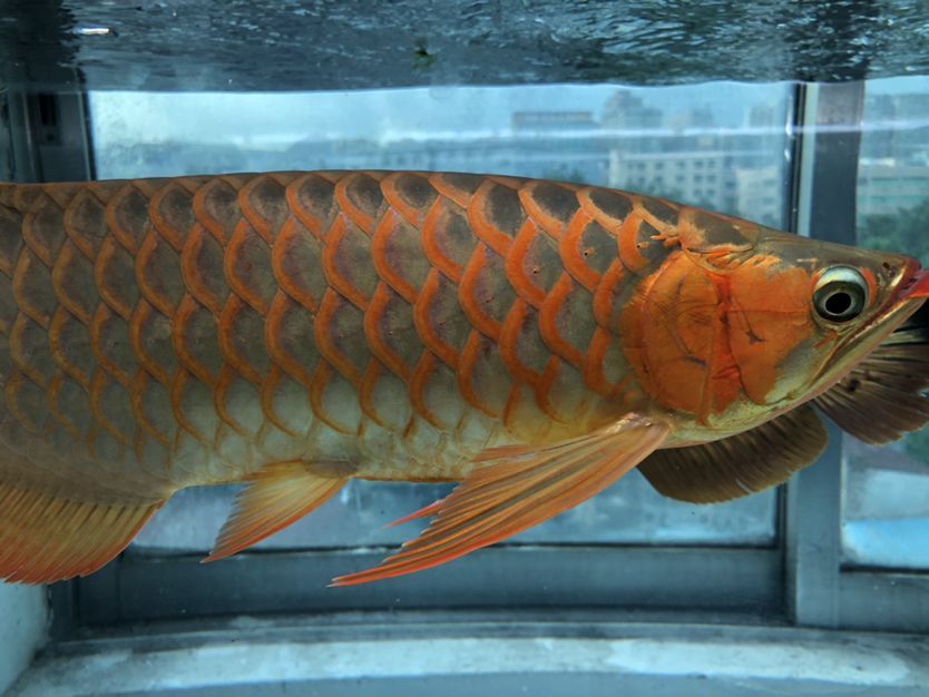 混養缸和平共處的龍魚（養缸和平共處的龍魚：養缸和平共處的龍魚：探索和諧共生的奧秘）