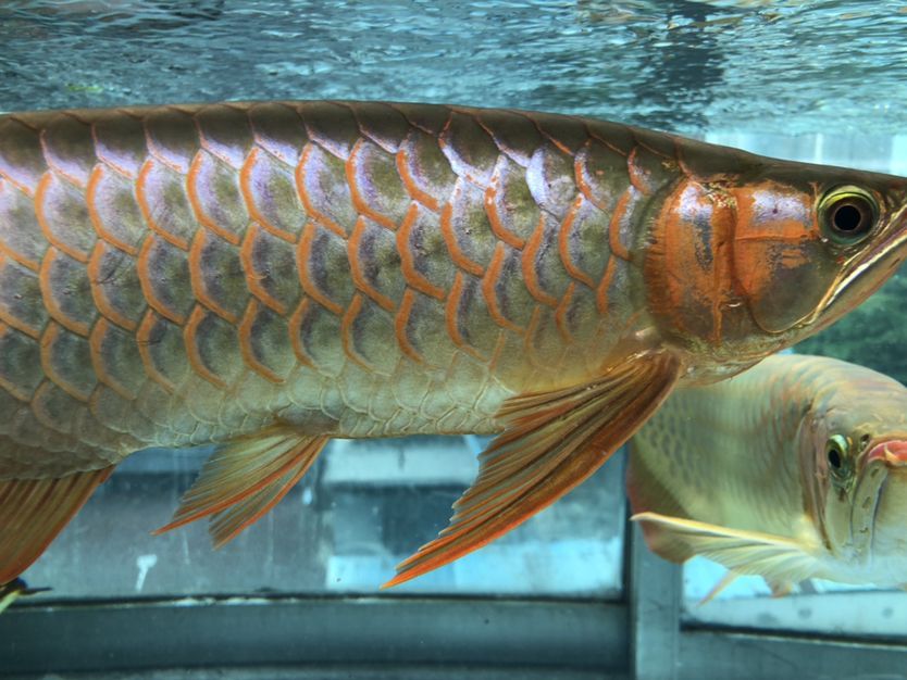 混養缸和平共處的龍魚（養缸和平共處的龍魚：養缸和平共處的龍魚：探索和諧共生的奧秘）