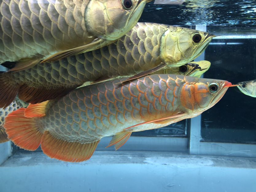 混養缸和平共處的龍魚（養缸和平共處的龍魚：養缸和平共處的龍魚：探索和諧共生的奧秘）