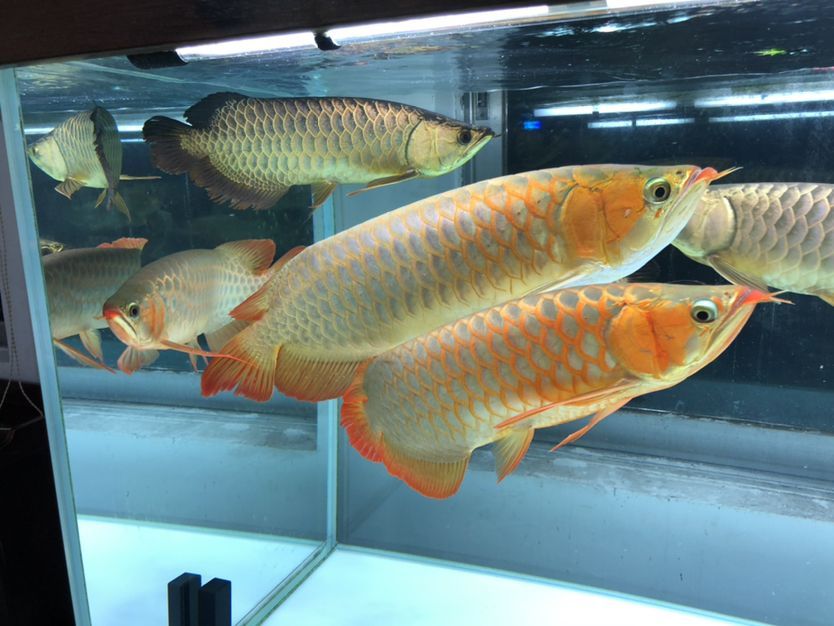 混養缸和平共處的龍魚（養缸和平共處的龍魚：養缸和平共處的龍魚：探索和諧共生的奧秘）