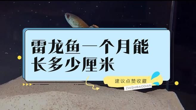 哪種雷龍魚生長最快（哪種雷龍魚生長速度最快）