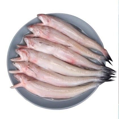 龍魚價格未來走勢預測（福建漳州詔安縣龍頭魚產地貨源批發價格波動對龍魚價格有何影響）