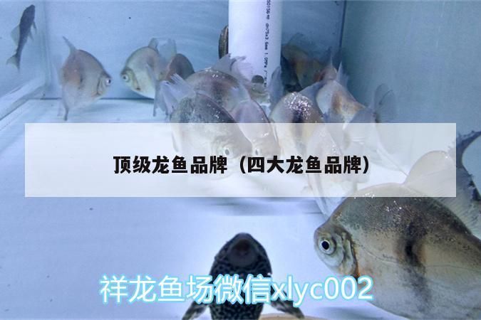 頂級龍魚品牌（四大龍魚品牌）（四大龍魚品牌對應(yīng)的相關(guān)信息，）