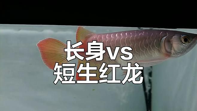 如何區分紅龍魚的短身和長身（如何區分紅龍魚的短身與長身）
