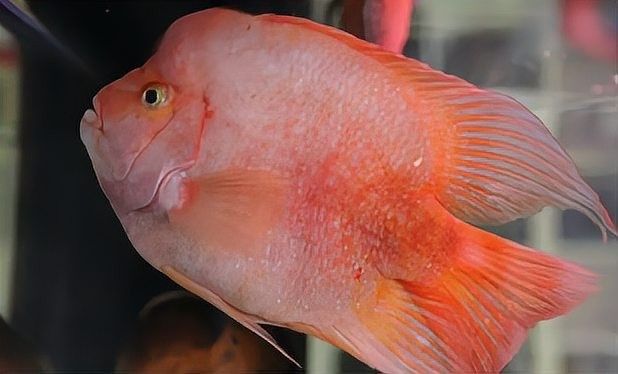 龍魚和財神鸚鵡混養(yǎng)需要多大的魚缸（關(guān)于龍魚和財神鸚鵡混養(yǎng)所需魚缸尺寸的專業(yè)問題）