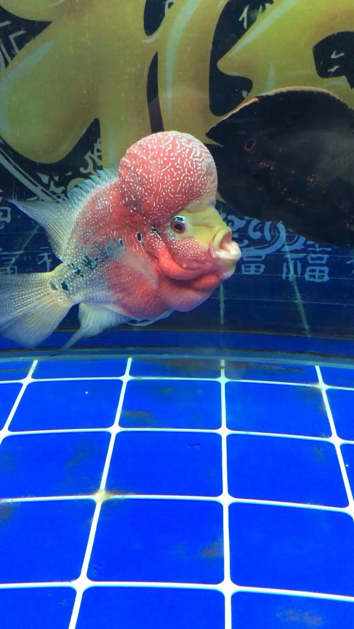 廣州魚缸批發市場乖羅漢（乖羅漢魚缸批發市場）