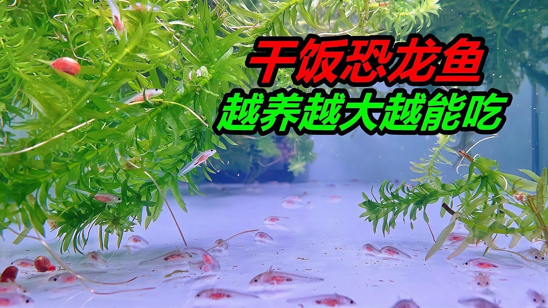 如何判斷六角恐龍魚是否吃飽（六角恐龍魚是否吃飽是飼養者關心的問題，四招判斷魚體是否飽足）