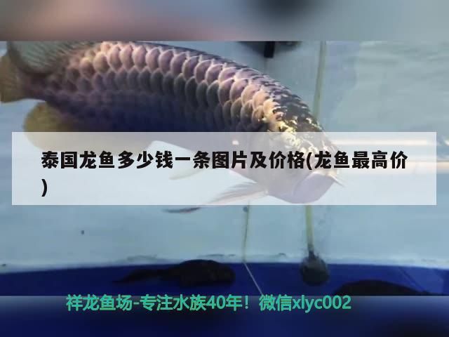 泰國龍魚多少錢一條圖片及價格(龍魚最高價)（泰國龍魚多少錢一條）