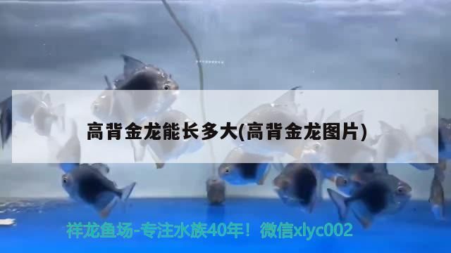 淮北水族批發(fā)市場都在哪里（淮北水族批發(fā)市場都在哪里有）（淮北鳳凰山農(nóng)貿(mào)城家禽水產(chǎn)批發(fā)市場(市場）