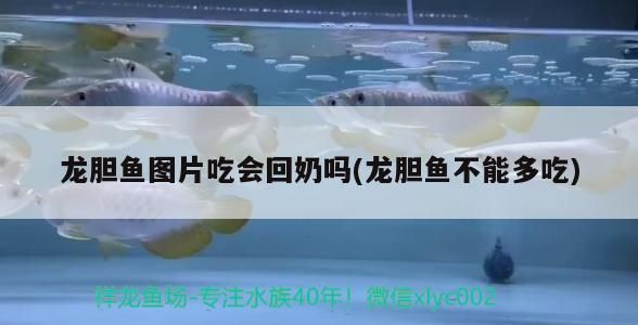 龍膽?hù)~(yú)圖片吃會(huì)回奶嗎(龍膽?hù)~(yú)不能多吃)（哺乳期吃龍膽?hù)~(yú)圖片吃會(huì)回奶嗎，龍膽?hù)~(yú)圖片吃會(huì)回奶嗎）