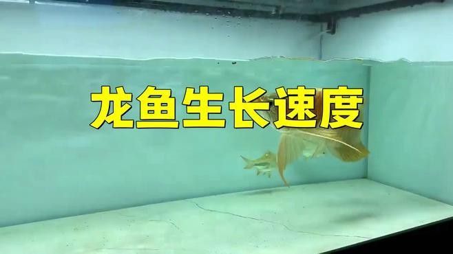 龍魚吃海水蝦多久一次（龍魚吃海水蝦的頻率）