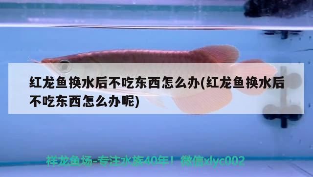 紅龍魚換水后不吃東西怎么辦(紅龍魚換水后不吃東西怎么辦呢)（紅龍魚換水后不吃東西怎么辦）