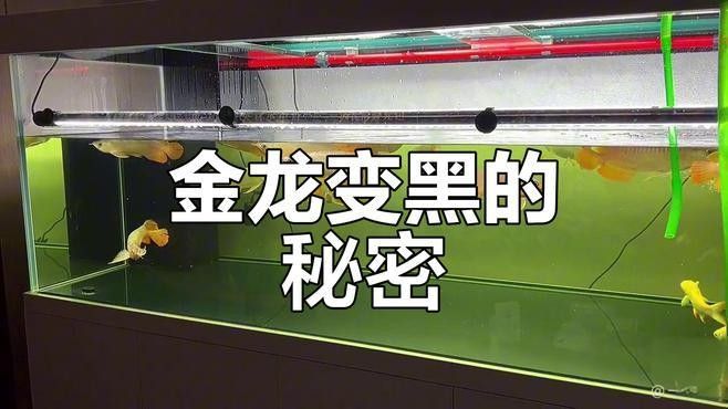 金龍魚魚鱗變黑會自愈嗎？（養魚老道，金魚鱗片變黑是怎么回事）