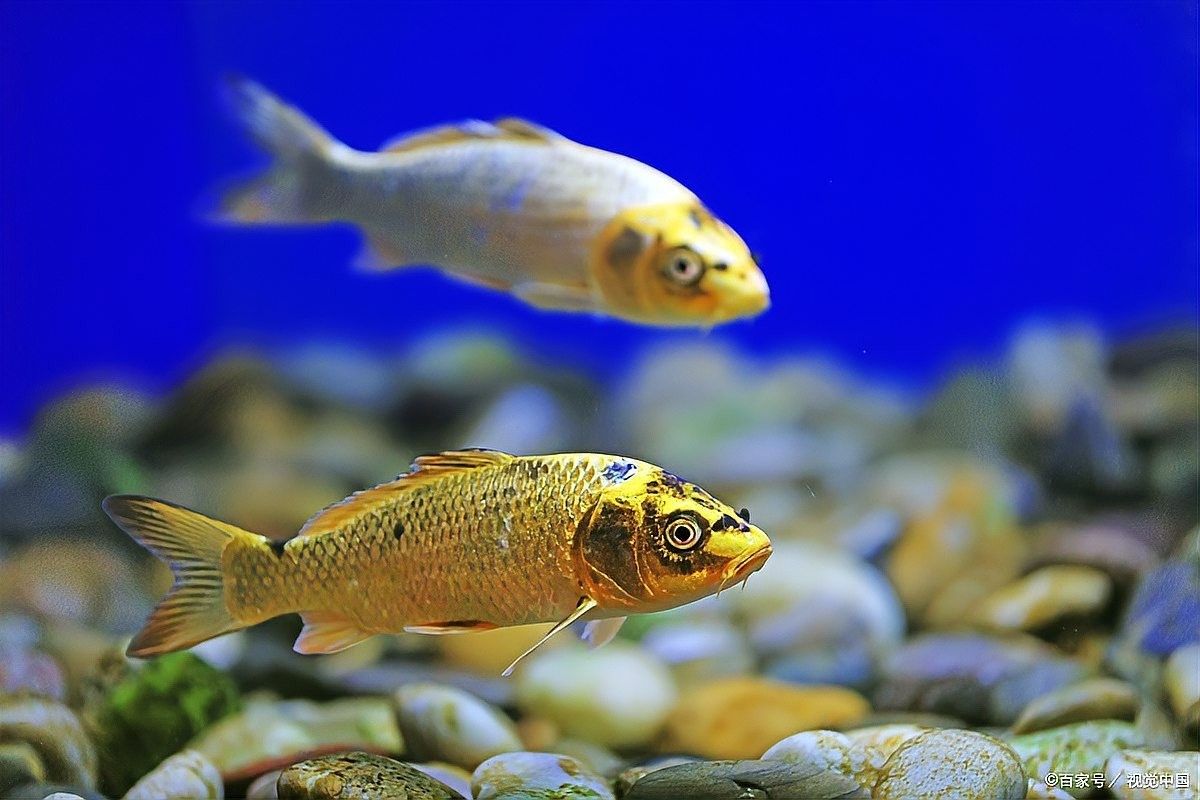 古龍魚需要多大的魚缸（養龍魚魚缸最佳尺寸是多少養龍魚魚缸的最佳尺寸是多少）