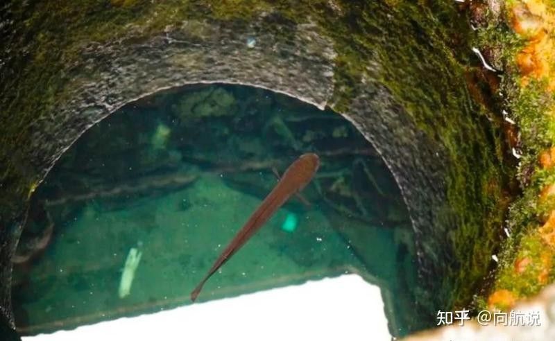 古龍魚需要多大的魚缸（養龍魚魚缸最佳尺寸是多少養龍魚魚缸的最佳尺寸是多少）