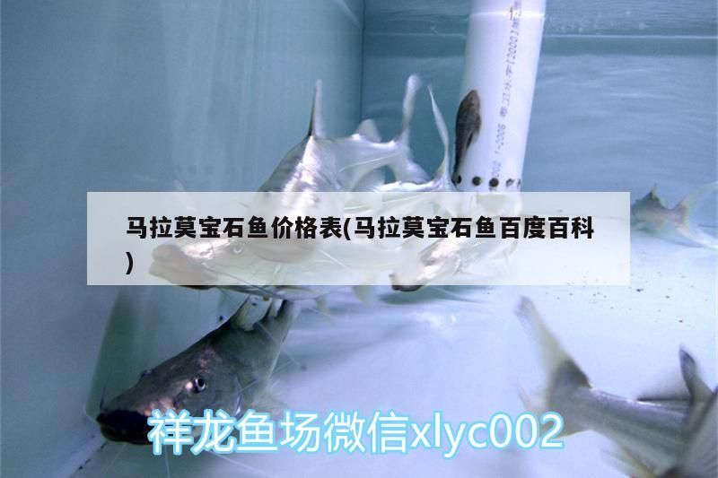 馬拉莫寶石魚價格表(馬拉莫寶石魚百度百科)（馬拉莫寶石魚價格表）