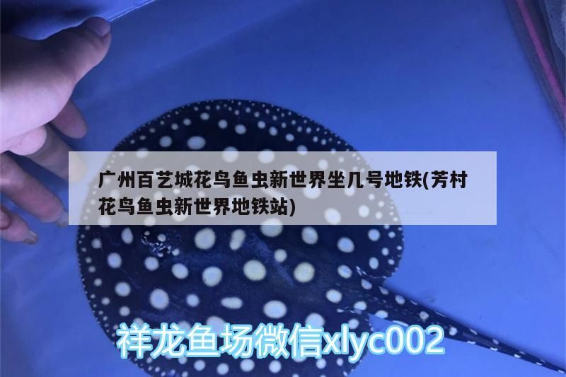 廣州百藝城花鳥魚蟲新世界坐幾號地鐵(芳村花鳥魚蟲新世界地鐵站)（從廣州百藝城花鳥魚蟲新世界坐幾號地鐵）