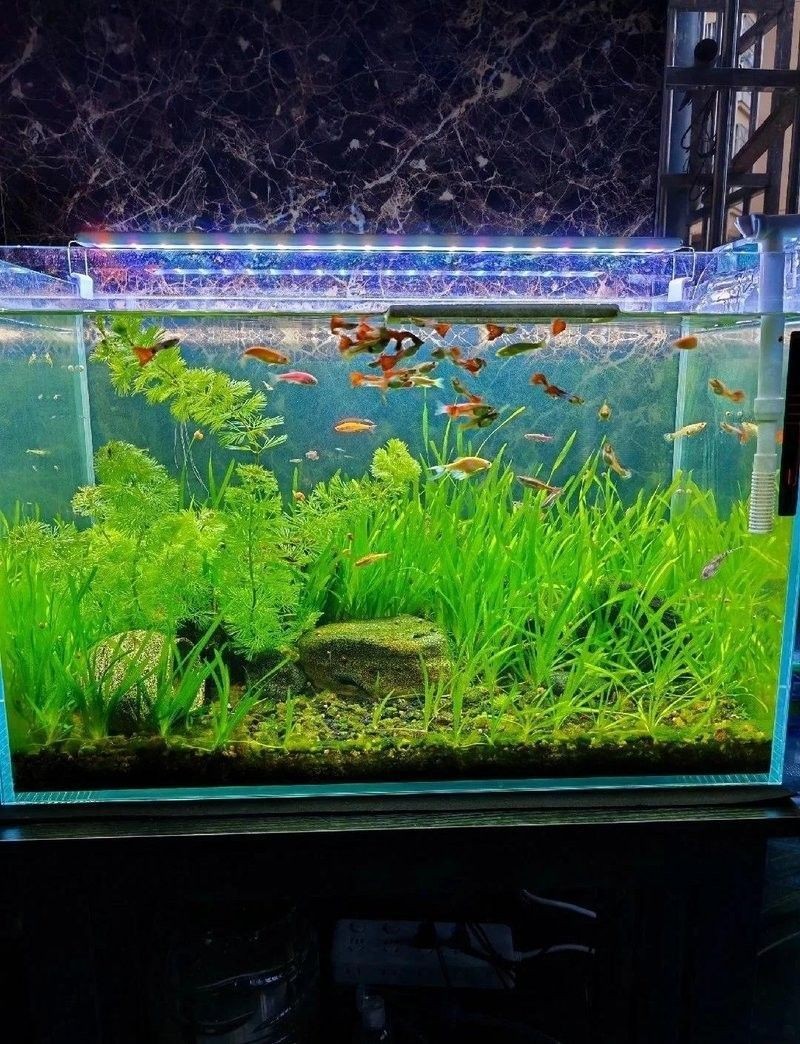 如何設置白子招財龍的水族箱（如何設置白子招財龍水族箱？）