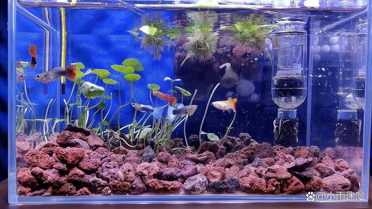 龍魚在什么情況下會浮頭（魚總浮在水面“探頭”別大意這5種情況暗藏危機(jī)）