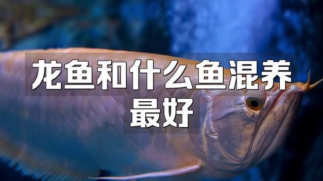有哪些魚適合與火龍魚混養？（養魚老道，兩缸混養的觀賞魚，會遇到哪些麻煩其實麻煩是很多的）